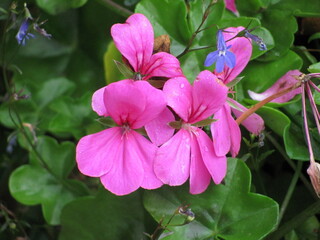 Wedding-themed image with romantic and decorative elements