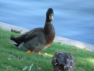 Duck walking along the waters edge
