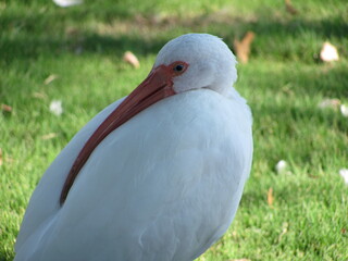 White bird sitting with head over wing