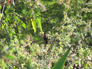 Bird in green foliage