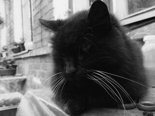 Majestic Black Cat with Prominent White Whiskers Resting Outdoors