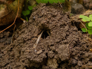 Close-up of a Freshly Dug Molehill with Visible Tunnel Entrance