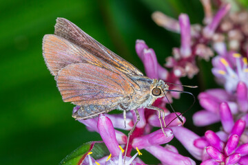  Australian Skipper Butterfly Feeding on Nectar - Orange Palm-Dart (Cephrenes augiades)
