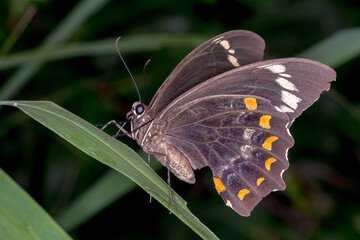 Orchard Swallowtail (Papilio aegeus) - Female Butterfly Resting in Natural Setting