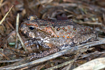 Cane Toad (Rhinella marina) - Subadult Toad Resting in Grass and Mulch