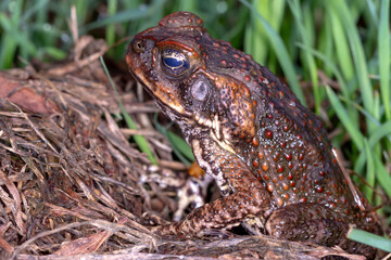Cane Toad (Rhinella marina) - Subadult Individual on Ground Litter
