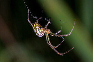 Silver Orb Spider (Leucauge dromedaria) - Side View Showing Silver and Green Abdomen