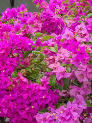 Pink bougainvillea, paper flowers
