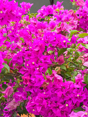 Pink bougainvillea, paper flowers