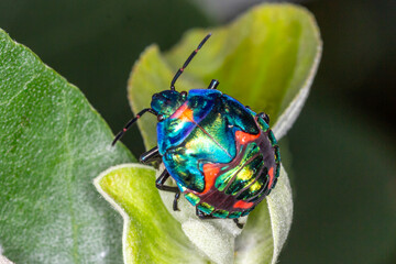 Shiny Bug Nymph on Flower Bud - Hibiscus Harlequin Bug (Tectocoris diophthalmus)