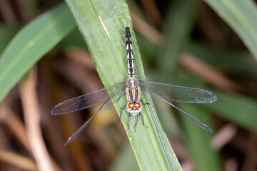 Perched Dragonfly Close-Up - Chalky Percher (Diplacodes trivialis)