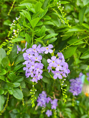Myosotis, forget me not flowers