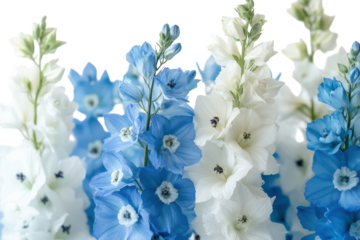 Delphinium Dream Blue White Flowers Bloom in Harmony Nature Photography Floral Design Peaceful