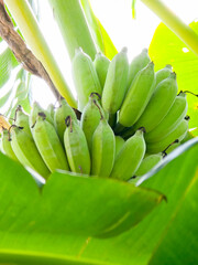 bunch of green growing raw bananas on tree