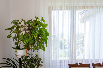 Indoor potted houseplants next to large window with sheer white curtain in bright room.