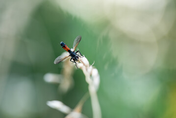Owad walcownica włochatka na łące. 