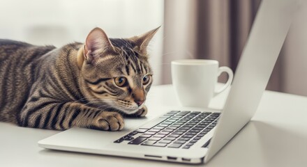 Adorable tabby cat looking intently at a laptop computer showcasing a curious and playful mood perfect for technology and pet