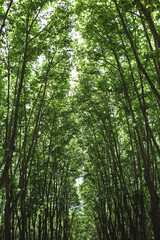 Small shady forest with young trees