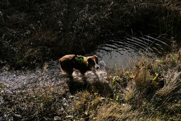 Australian Shepherd crosses a mountain stream in the autumn wilderness of Prokletije National Park,...