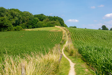 Agriculture and farm industry, Terrain of countryside in Zuid-Limburg, Farmland with green potatoes...