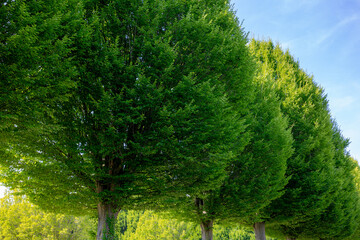 Selective focus bushes of Carpinus betulus trees along the side road with green leaves, The...