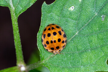 Black Spotted Lady Beetle - 28-Spotted Potato Ladybird (Henosepilachna vigintioctopunctata)