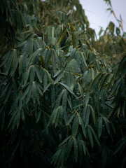Dark green bamboo leaves Nature background.