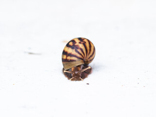 Africa Land Snail on white background.