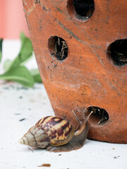 Africa Land Snail with plant pot on white background.