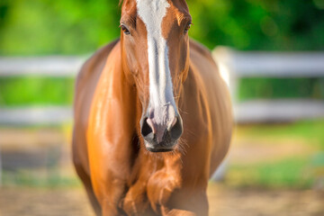 Red horse portrait