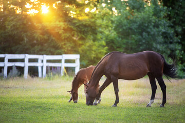 Horses graze in the sun's rays