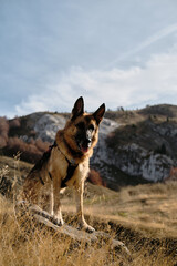 A German Shepherd dog standing confidently on a rock in Prokletije National Park, Montenegro, with autumn-colored trees and rugged mountain ridges in the background. Hiking with pet concept