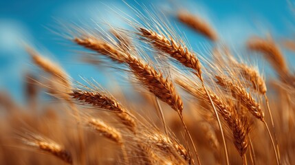 Rye and Triticale Month