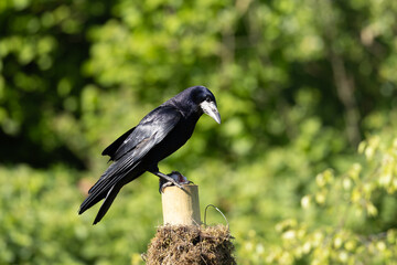 Picture of a Crow Perching on The Branch, County Monaghan, Ireland