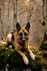 Naklejka premium German Shepherd lying on a mossy boulder in autumn forest in Prokletije National Park, Montenegro, looking directly into camera. Dog travel in woods. Hiking with pet concept. Front view portrait.
