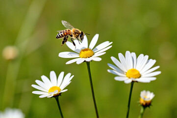 Obraz premium A bee flying over a field of white daisies.