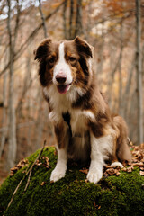 Sitting Australian Shepherd dog on mossy rock in colorful autumn forest in Montenegro Prokletije National Park. Red tricolor Aussie travel in woods. Hiking with pet concept.