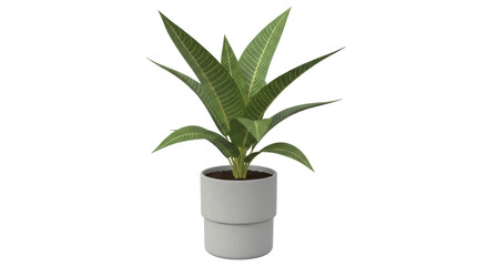Isolated Potted Plant