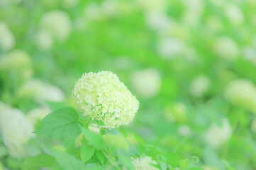 初夏に咲く白い紫陽花の花