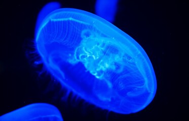 Glowing Blue Jellyfish in Dark Waters