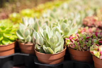 Succulents prepared for sale at a street market in Italy, close-up of the front row of plant pots,...
