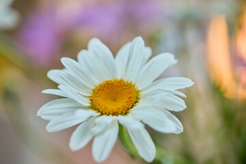 Obraz premium macro photo of a daisy flower