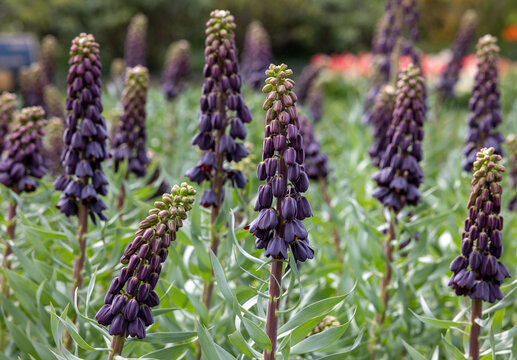 Dark flowers of Fritllaria Persica blooming in a garden