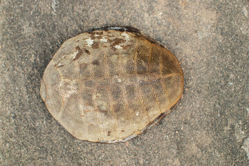 A close-up view of a dry, empty turtle shell lying on a rough concrete surface. The shell's...