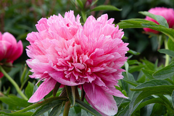 Pink flower peonies. Spring beautiful red flowers on a soft green background. Large bright pink...