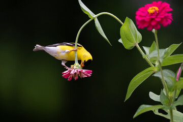goldfinch hanging on zinnia bloom