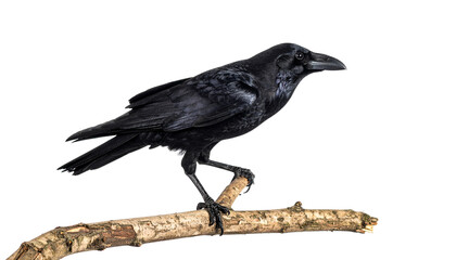 crow on a branch of tree isolated on white background