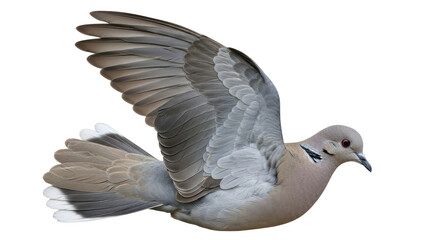 Obraz premium Isolated Dove in Flight with Wings Spread