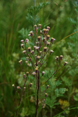 Melkolepestnik ustionem (lat. Erigeron acris)