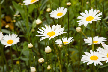White flowers. Large daisies on a dark green background in a field in nature. Summer white flowers. They symbolize purity, innocence, and fidelity. Natural floral background